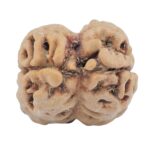 2 Mukhi Rudraksha 24.3mm 2.49gm - Rudraksha back