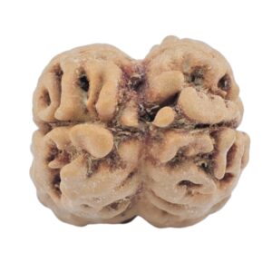 2 Mukhi Rudraksha 24.3mm 2.49gm - Rudraksha back