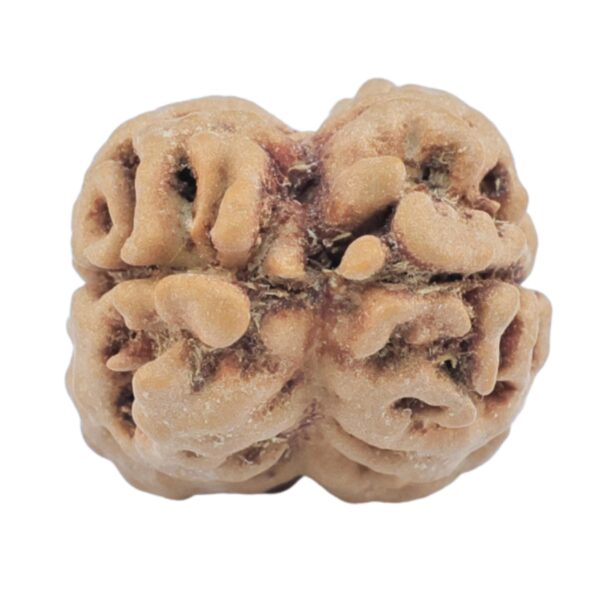 2 Mukhi Rudraksha 24.3mm 2.49gm - Rudraksha back
