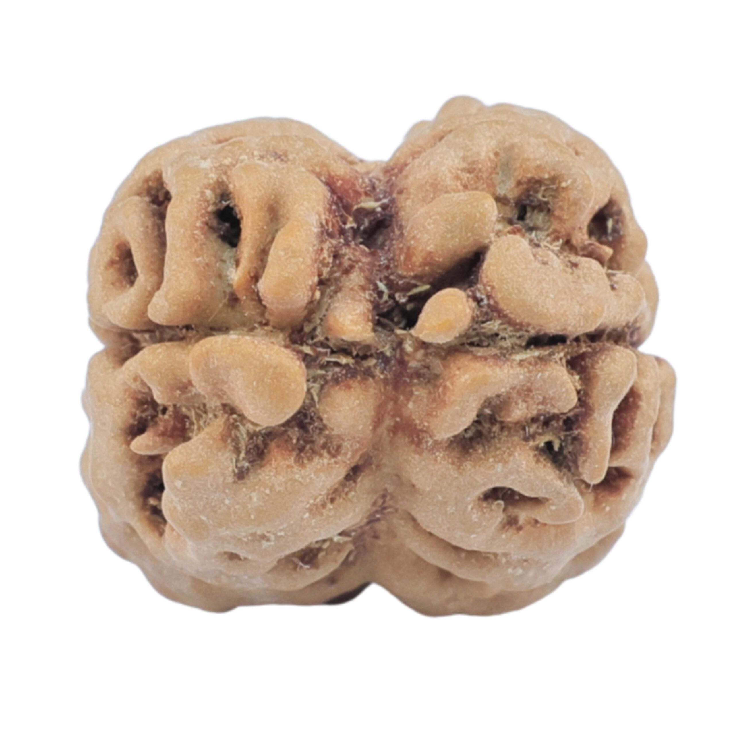 2 Mukhi Rudraksha 24.3mm 2.49gm - Rudraksha back