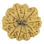 10 Mukhi Rudraksha 36mm 9.4gm - Rudraksha back
