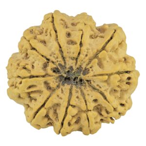 10 Mukhi Rudraksha 36mm 9.4gm - Rudraksha back