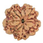 1MK(Underdeveloped) 23.4mm 4.07gm - Rudraksha back