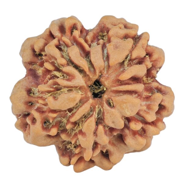 1MK(Underdeveloped) 23.4mm 4.07gm - Rudraksha back