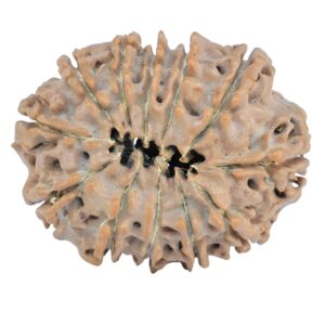 12 Mukhi Rudraksha 25.2mm 3.58gm - Rudraksha back