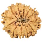 12 Mukhi Rudraksha 26.4mm 2.91gm - Rudraksha back