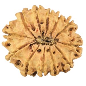 12 Mukhi Rudraksha 26.4mm 2.91gm - Rudraksha back