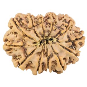 12 Mukhi Rudraksha 30.2mm 5.09gm - Rudraksha back