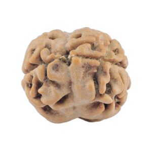 2 Mukhi Rudraksha 18.5mm 1.14gm - Rudraksha back