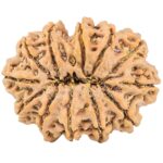 12 Mukhi Rudraksha 33.5mm 7.82gm - Rudraksha back