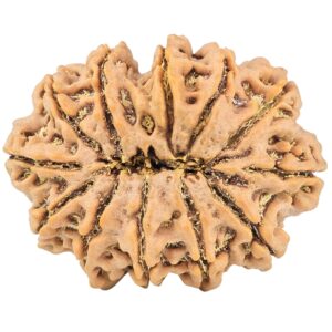 12 Mukhi Rudraksha 33.5mm 7.82gm - Rudraksha back