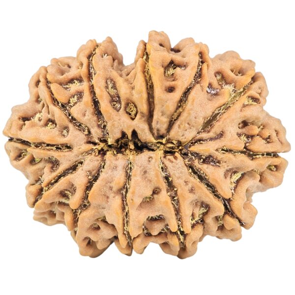 12 Mukhi Rudraksha 33.5mm 7.82gm - Rudraksha back