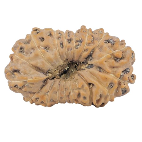 16 Mukhi Rudraksha 25.4mm 2.59gm - Rudraksha back