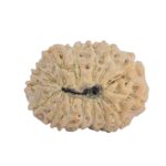 15 Mukhi Rudraksha 19.2mm 1.44gm - Rudraksha back