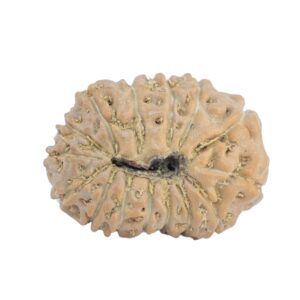 15 Mukhi Rudraksha 19.2mm 1.44gm - Rudraksha back