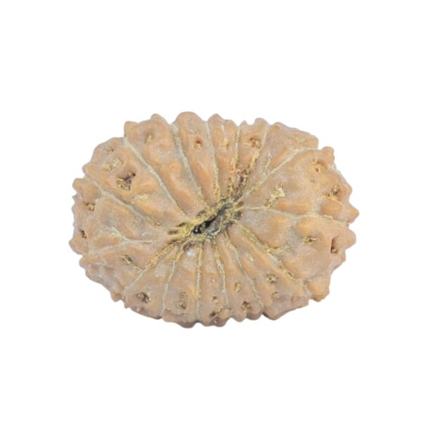 15 Mukhi Rudraksha 18.1mm 1.38gm - Rudraksha back