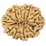 12 Mukhi Rudraksha 28.1mm 4.7gm - Rudraksha back