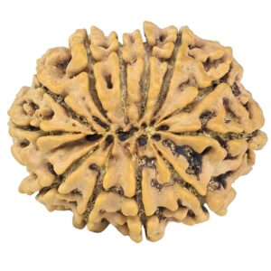 12 Mukhi Rudraksha 28.1mm 4.7gm - Rudraksha back