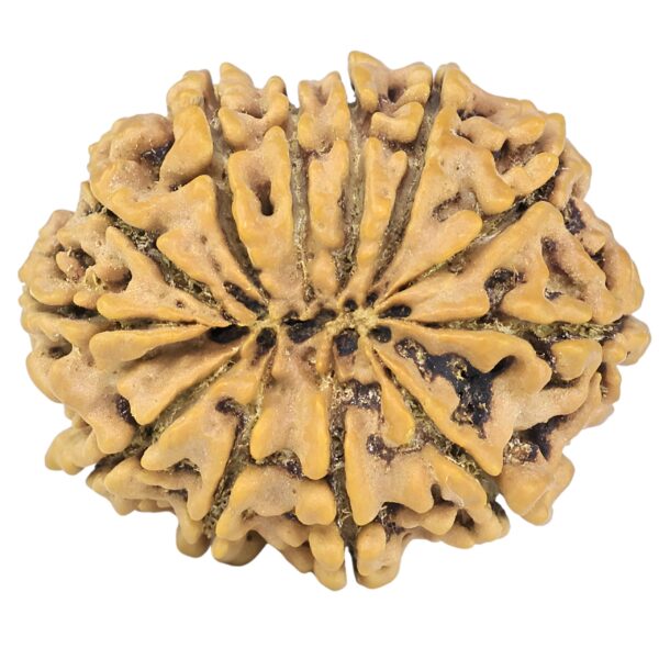 12 Mukhi Rudraksha 28.1mm 4.7gm - Rudraksha back