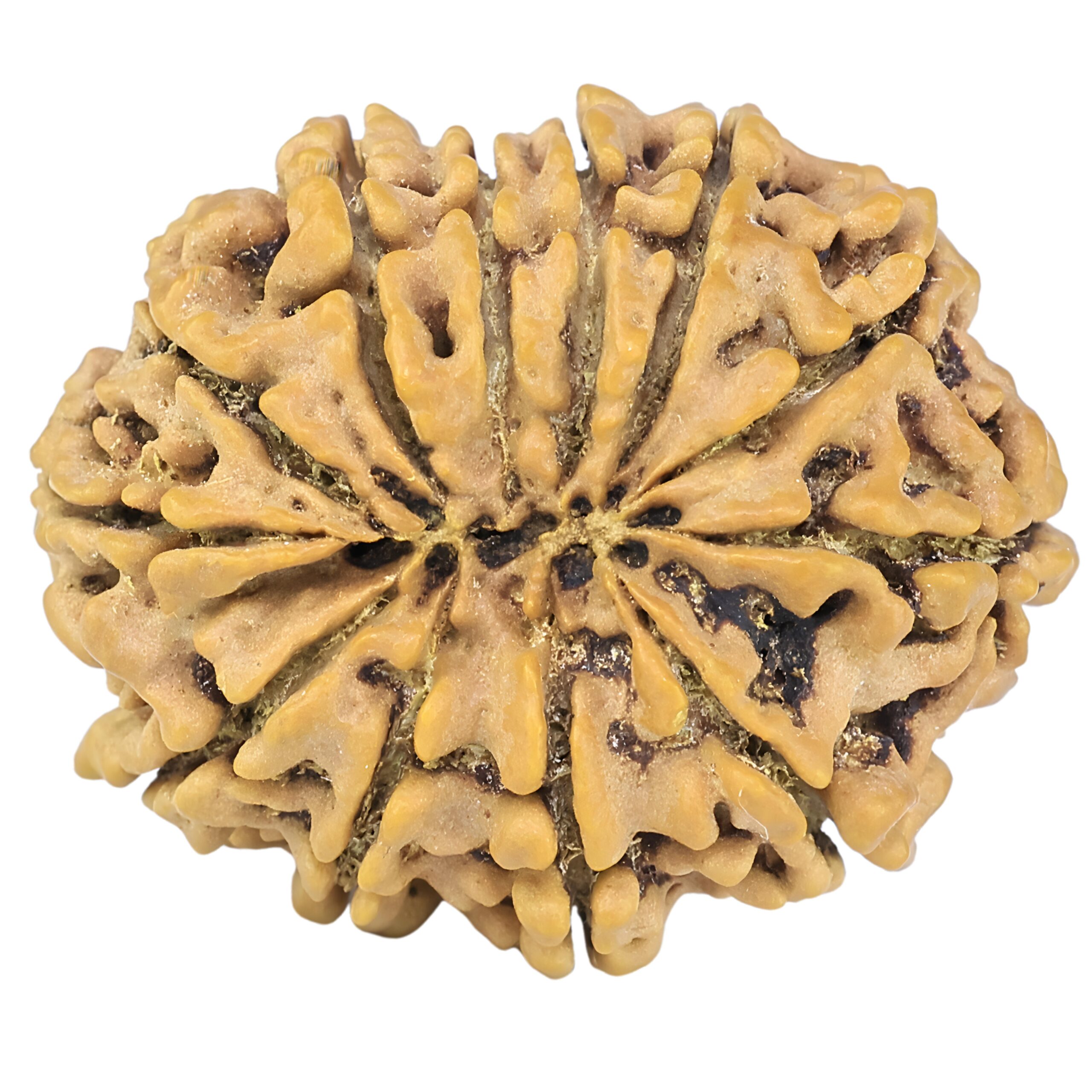 12 Mukhi Rudraksha 28.1mm 4.7gm - Rudraksha back