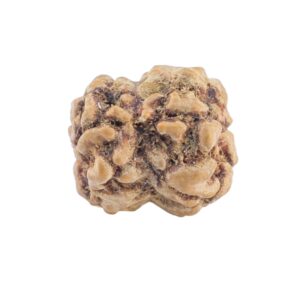 2 Mukhi Rudraksha 20.1mm 1.36gm - Rudraksha back