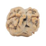 2 Mukhi Rudraksha 18.4mm 1.45gm - Rudraksha back