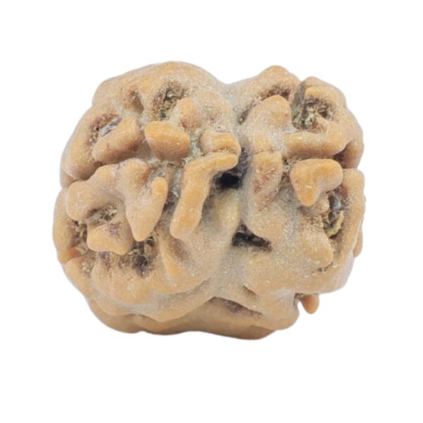 2 Mukhi Rudraksha 18.4mm 1.45gm - Rudraksha back