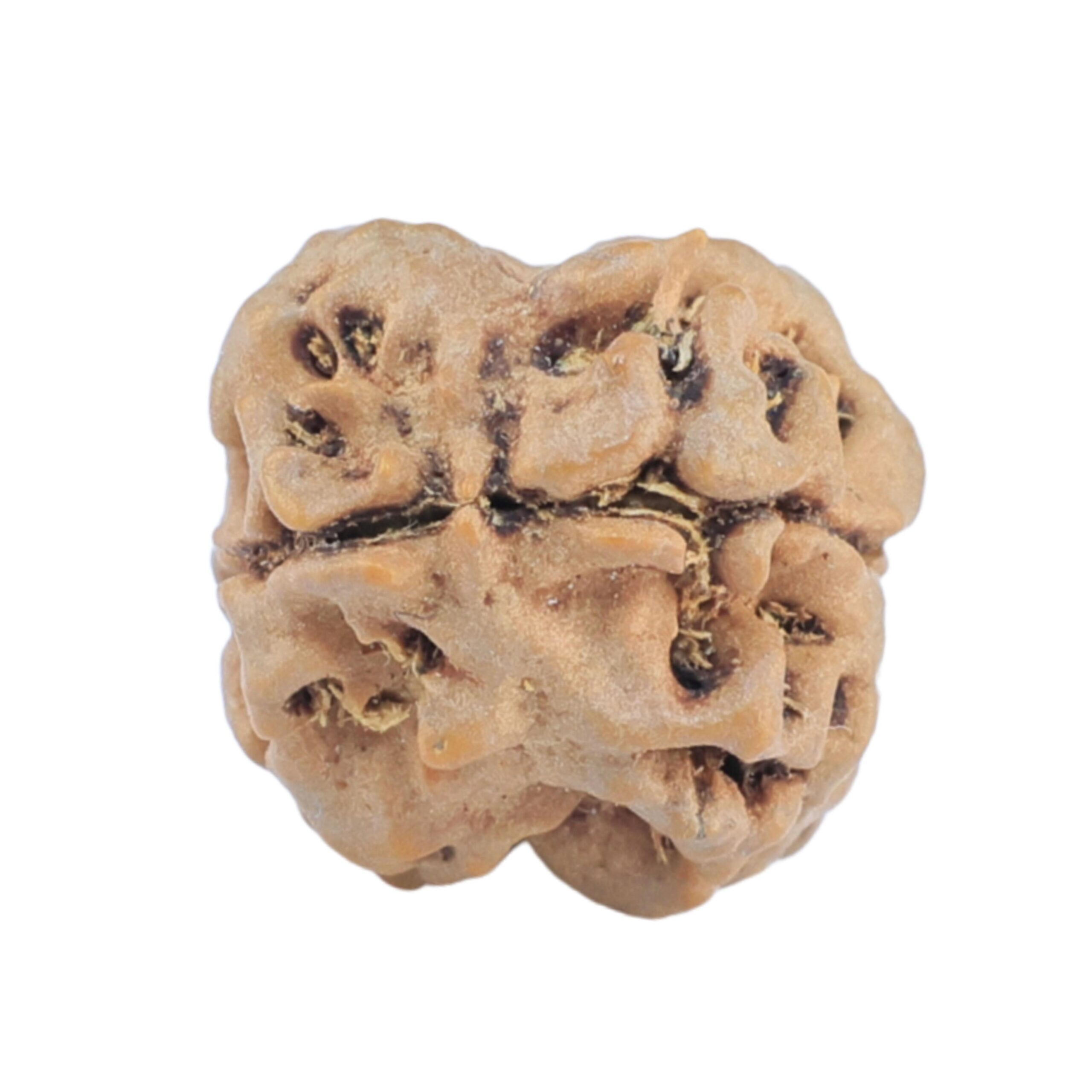 2 Mukhi Rudraksha 16.7mm 1.15gm - Rudraksha back