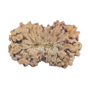 15 Mukhi Rudraksha 14.8mm 0.53gm - Rudraksha back