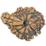 Sawar/Ganesh (9+1) 25.6mm 3.08gm - Rudraksha back