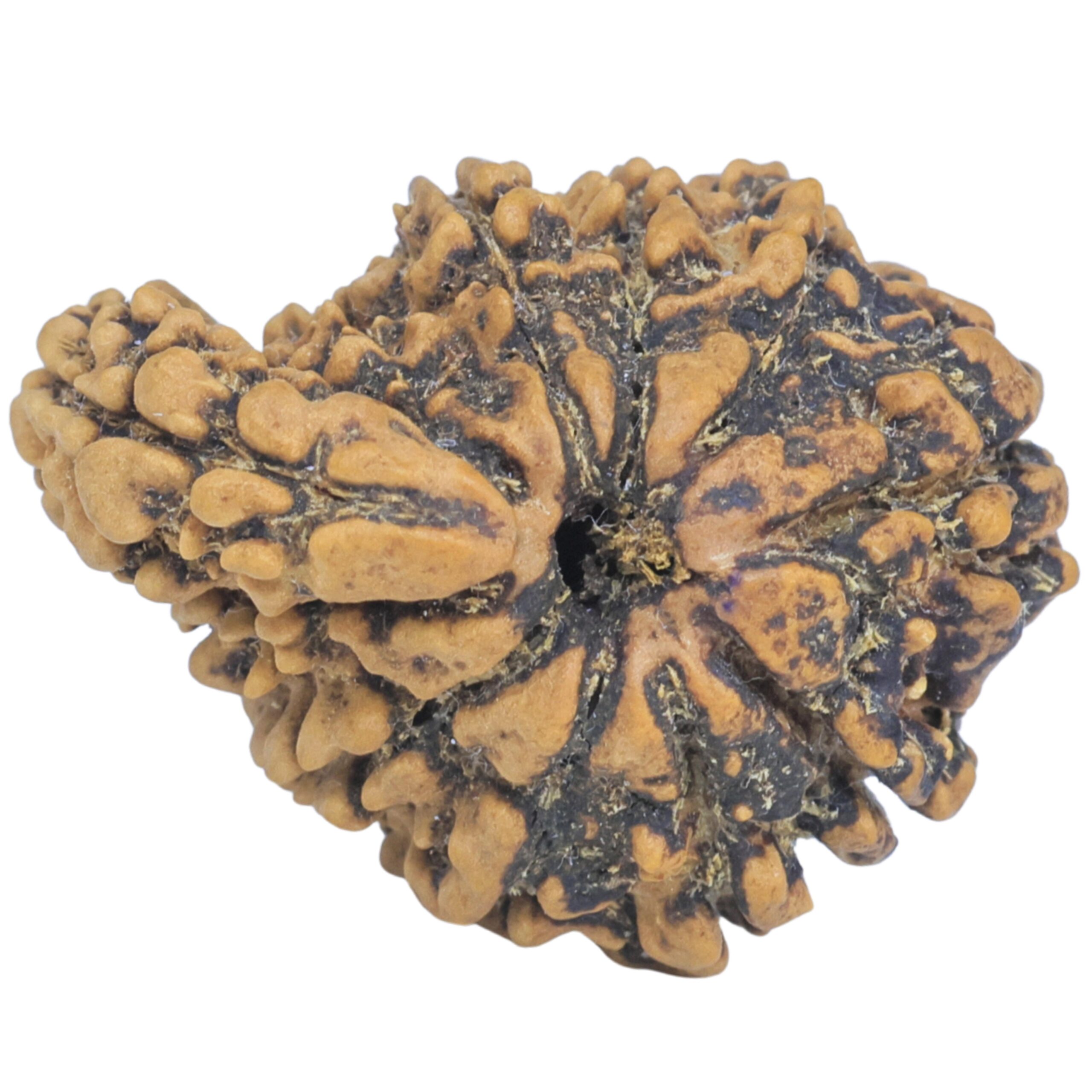 Sawar/Ganesh (9+1) 25.6mm 3.08gm - Rudraksha back