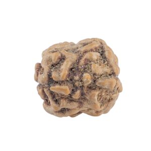 2 Mukhi Rudraksha 20.3mm 1.51gm - Rudraksha back