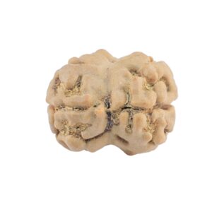 2 Mukhi Rudraksha 20mm 1.64gm - Rudraksha back