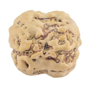 2 Mukhi Rudraksha 22.8mm 2.3gm - Rudraksha back