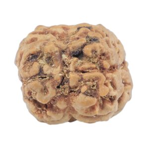 2 Mukhi Rudraksha 22.6mm 2gm - Rudraksha back