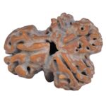 Sawar/Ganesh (2+1) 23.1mm 2.76gm - Rudraksha back
