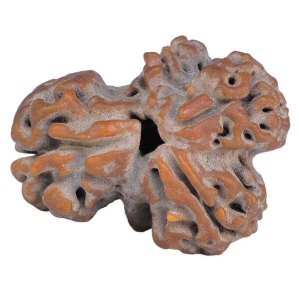 Sawar/Ganesh (2+1) 23.1mm 2.76gm - Rudraksha back