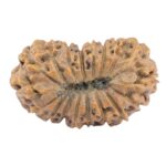 18 Mukhi Rudraksha 20.6mm 1.37gm - Rudraksha back