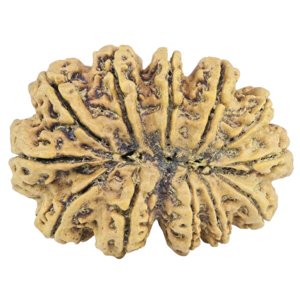 12 Mukhi Rudraksha 36.2mm 7.73gm - Rudraksha back