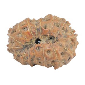 16 Mukhi Rudraksha 23.1mm 2.8gm - Rudraksha back