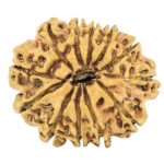 12 Mukhi Rudraksha 26.3mm 2.92gm - Rudraksha back