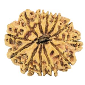 12 Mukhi Rudraksha 26.3mm 2.92gm - Rudraksha back
