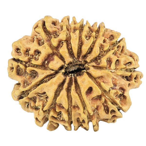 12 Mukhi Rudraksha 26.3mm 2.92gm - Rudraksha back