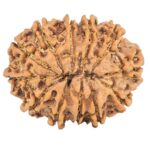 12 Mukhi Rudraksha 25.4mm 3.9gm - Rudraksha back