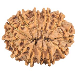 12 Mukhi Rudraksha 25.4mm 3.9gm - Rudraksha back