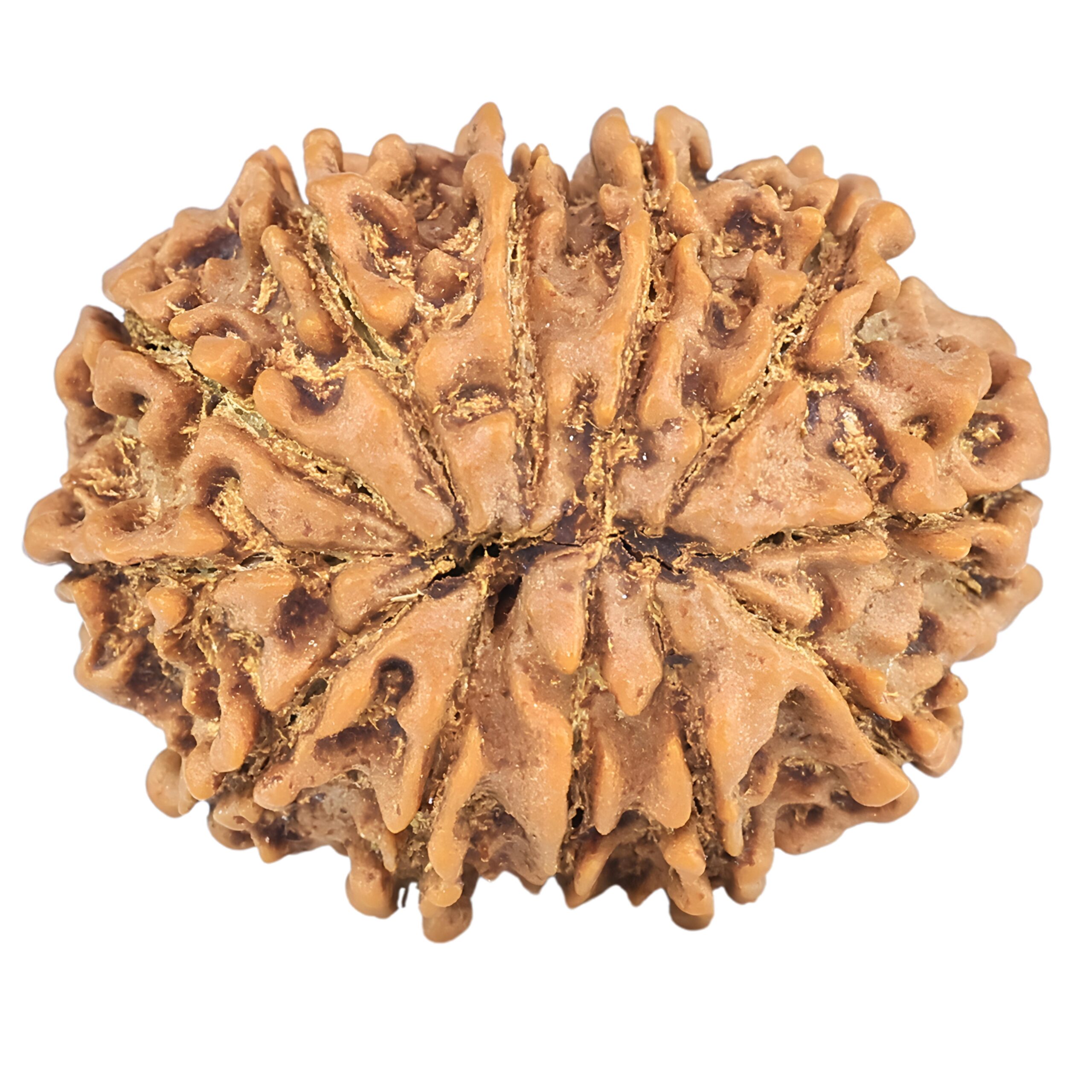 12 Mukhi Rudraksha 25.4mm 3.9gm - Rudraksha back