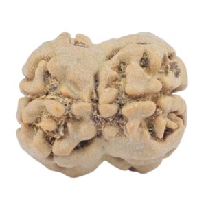 2 Mukhi Rudraksha 18.5mm 1.65gm - Rudraksha back