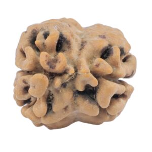 2 Mukhi Rudraksha 24mm 2.55gm - Rudraksha back