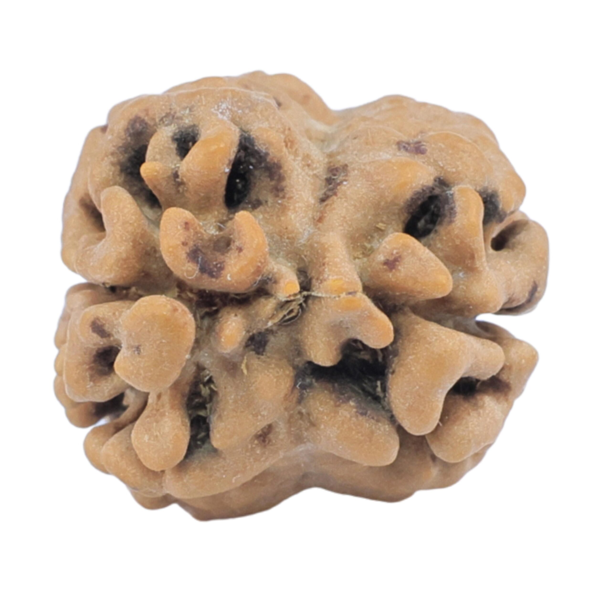 2 Mukhi Rudraksha 24mm 2.55gm - Rudraksha back