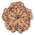 1MK(Underdeveloped) 22.8mm 4gm - Rudraksha back